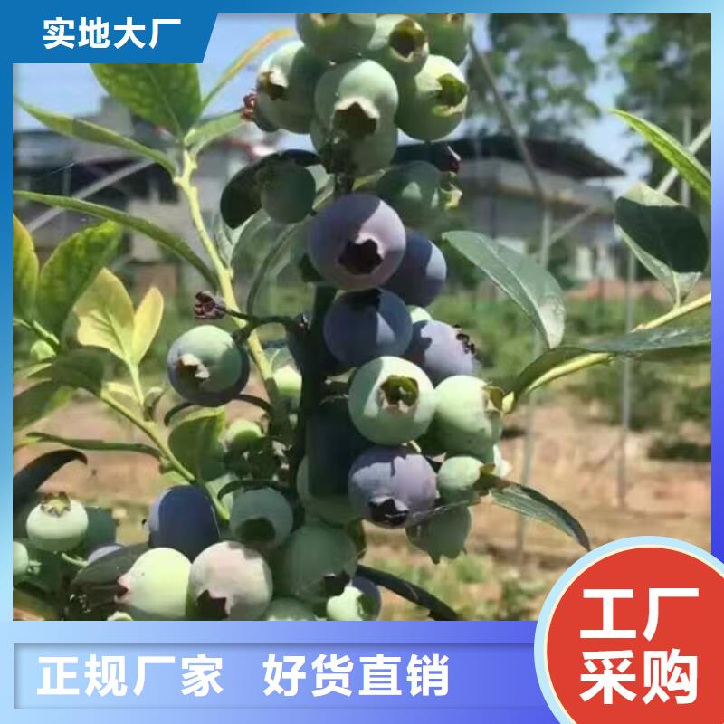 结果蓝莓树量大从优南京