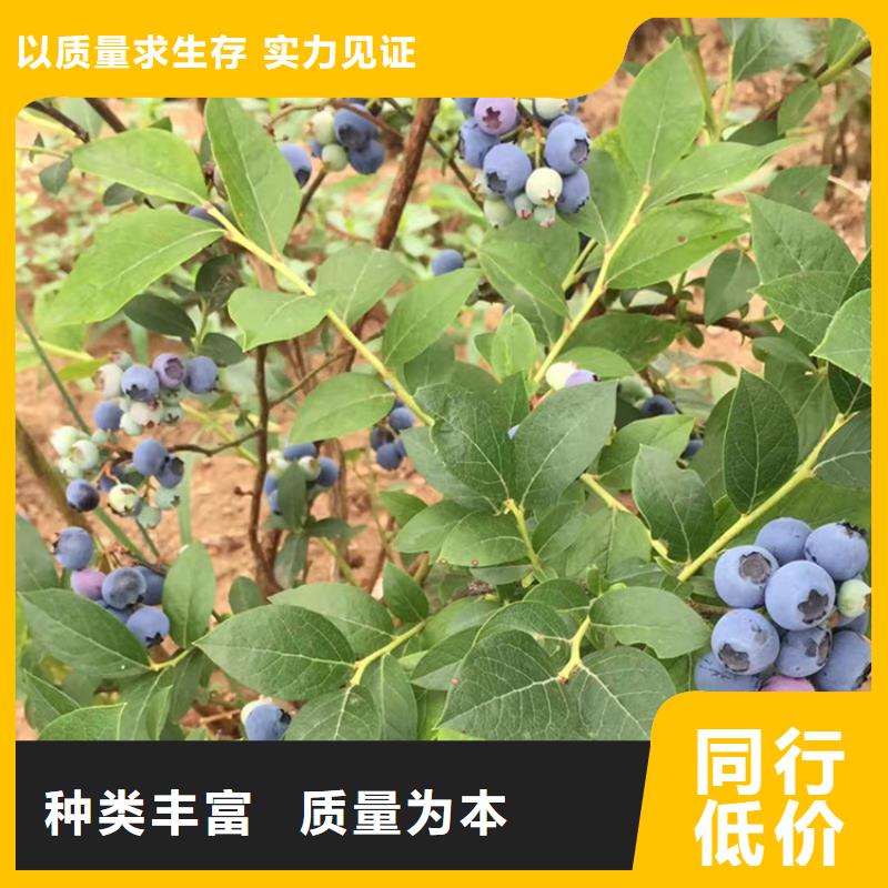 蓝莓苗价格研发生产销售