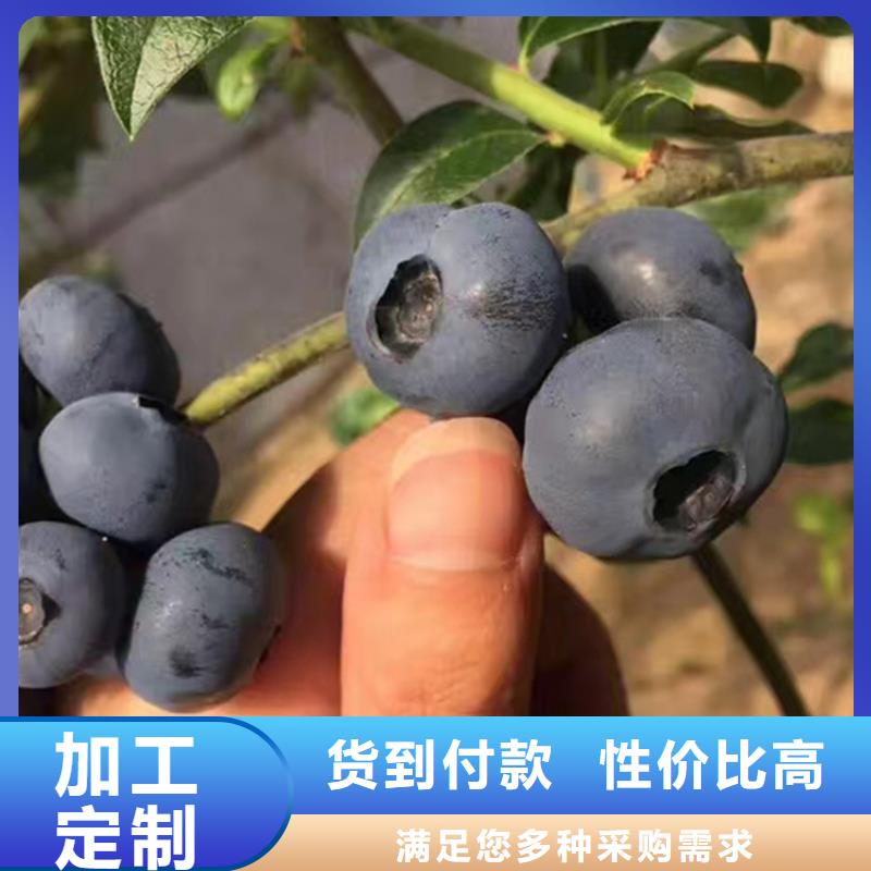 结果蓝莓树多少钱一棵同城厂家