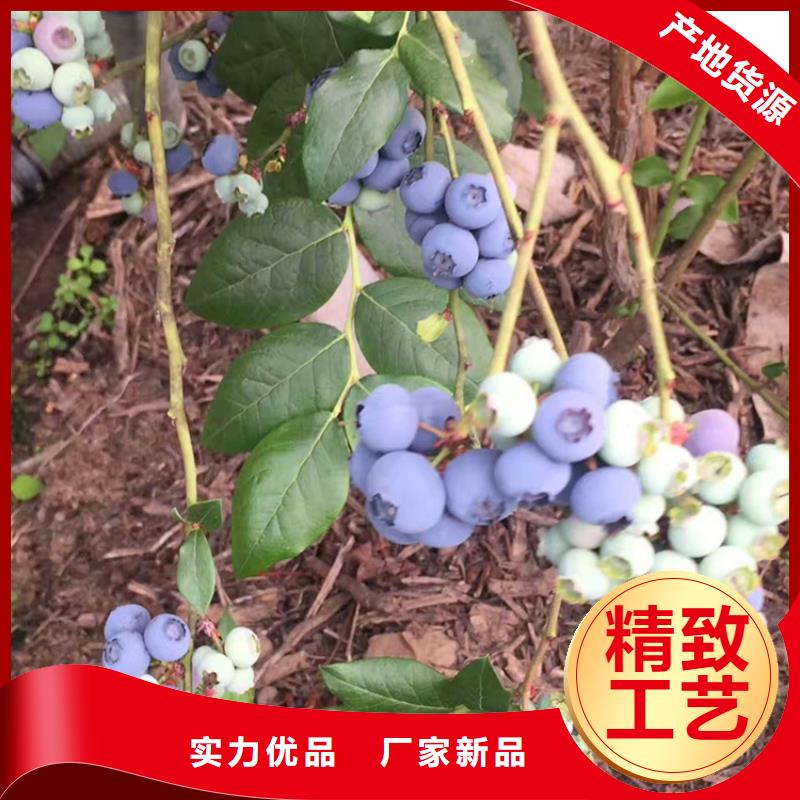 蓝莓苗种植管理技术满足多种行业需求