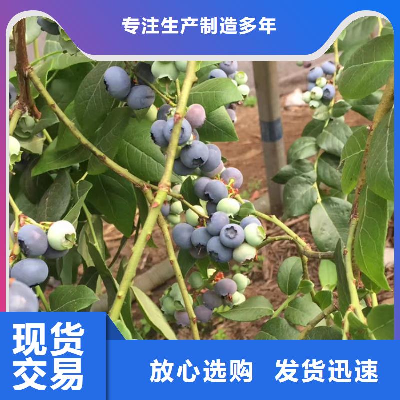 莱克西蓝莓苗批发零售长春