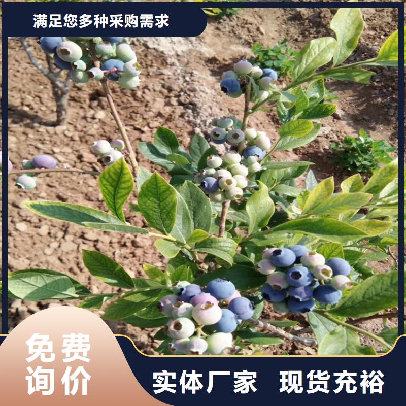 莱克西蓝莓苗质优价廉河池
