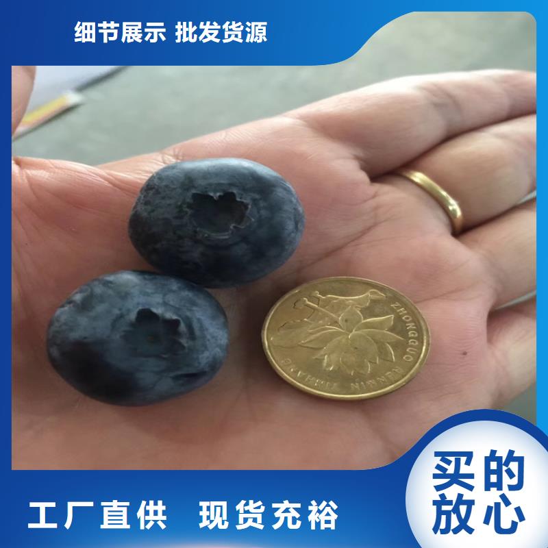 蓝莓苗价格厂家经验丰富