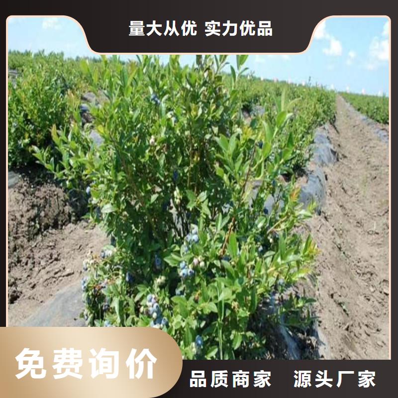 组培蓝莓苗露天种植咸宁