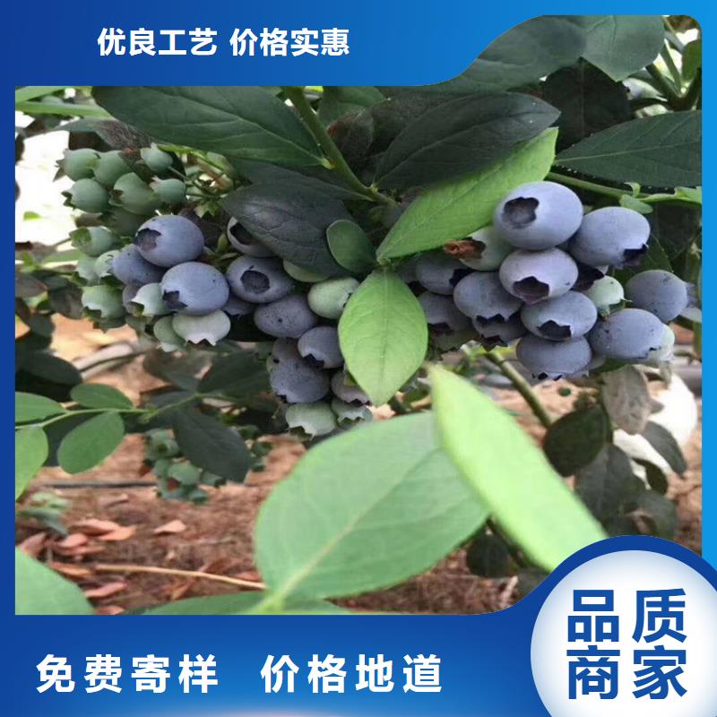 早熟品种蓝莓苗什么品种好好品质经得住考验
