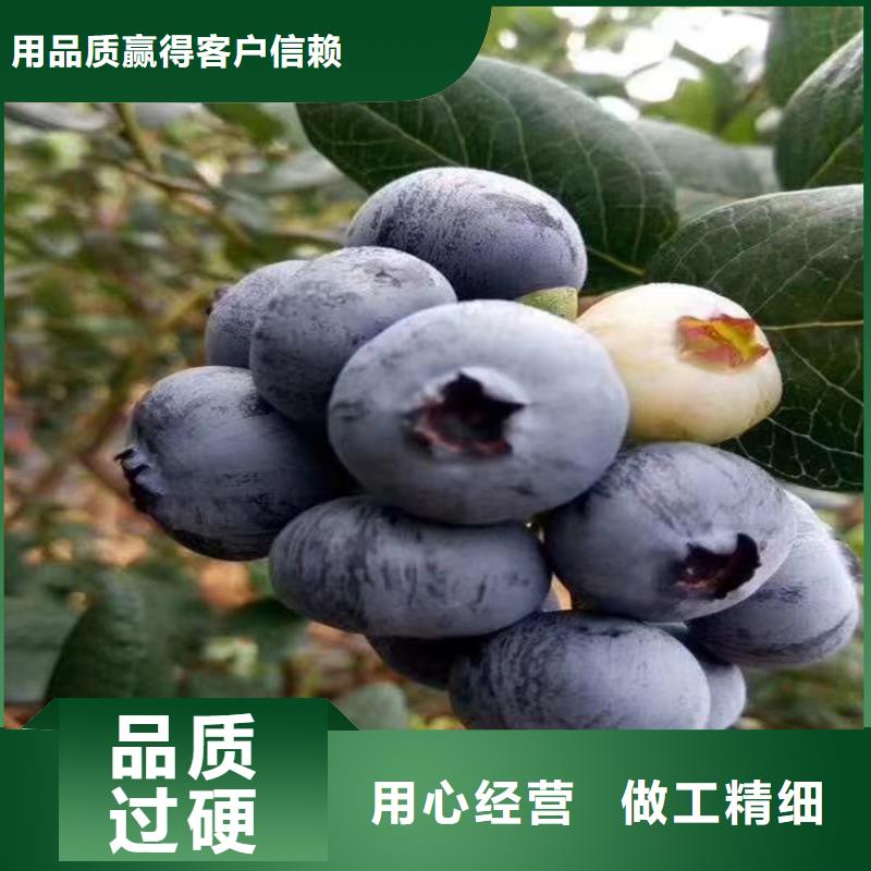 云雀蓝莓苗产量多少江门