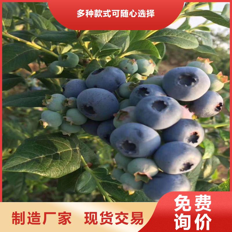 蓝莓苗成活率高黄石