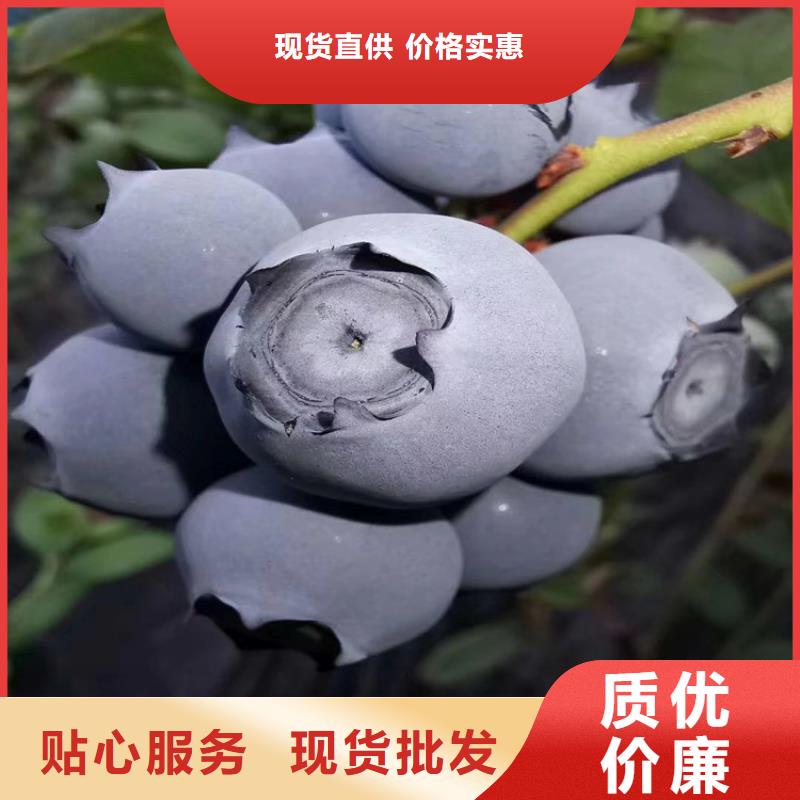 蓝莓苗产量多少武汉