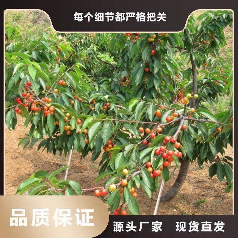 矮化吉塞拉大樱桃苗适合种植地区附近生产商