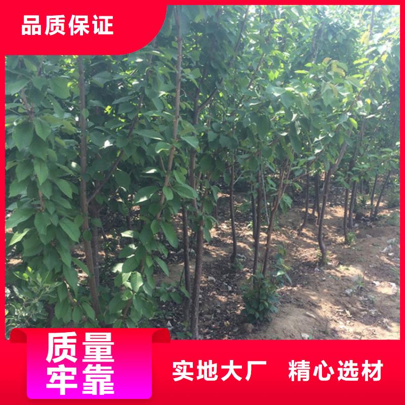 矮化吉塞拉大樱桃苗种植技术专业生产N年