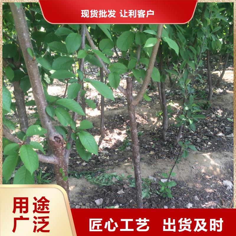 大樱桃树苗适合种植地区保障产品质量