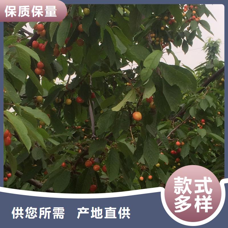 矮化吉塞拉大樱桃苗产量多少河南