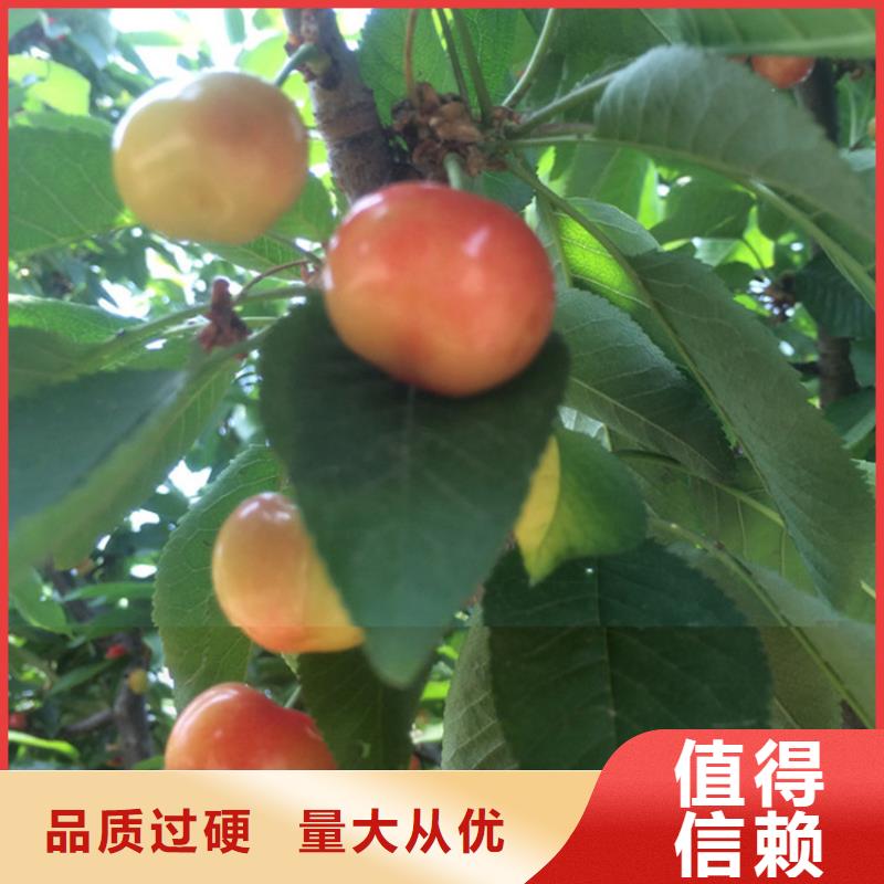 樱桃树苗适合种植的地区品类齐全