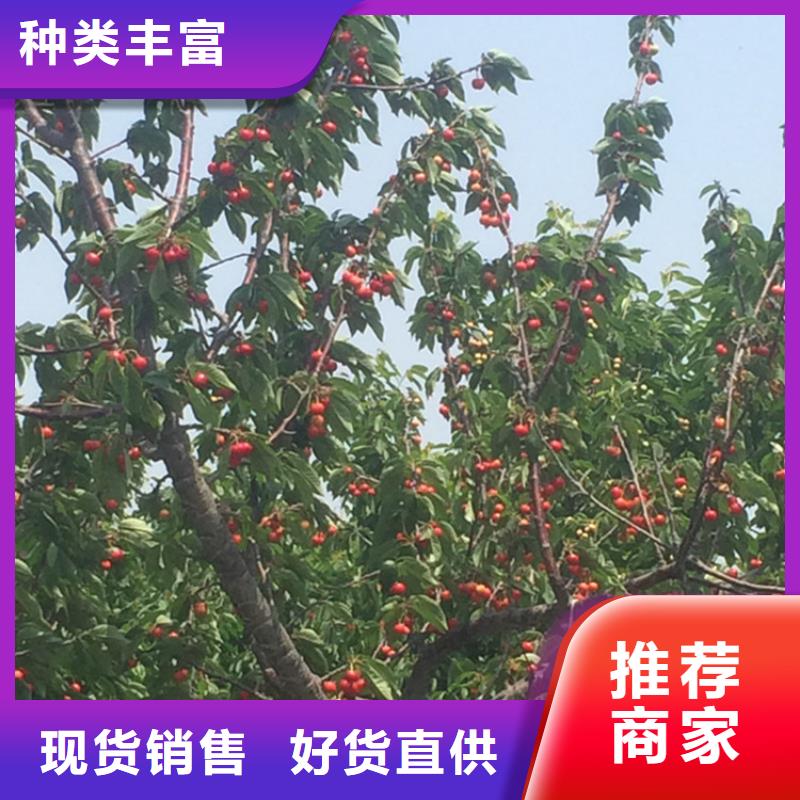 ​矮化大樱桃树苗采摘园本地供应商