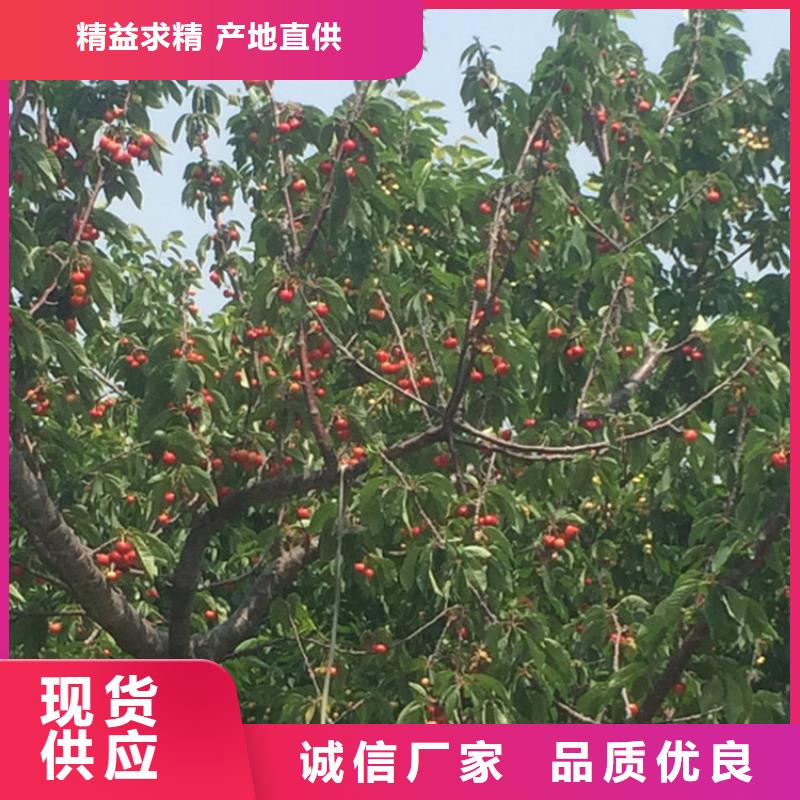 大樱桃树苗产量多少多种优势放心选择