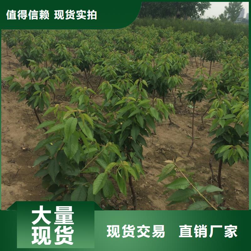矮化大樱桃树苗适合种植地区本地生产厂家