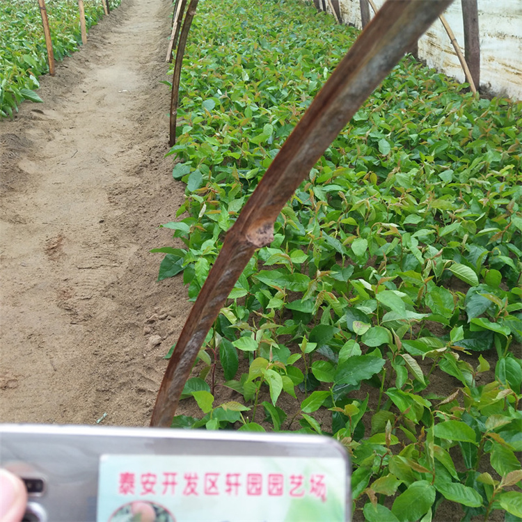矮化吉塞拉大樱桃苗产量多少快捷物流