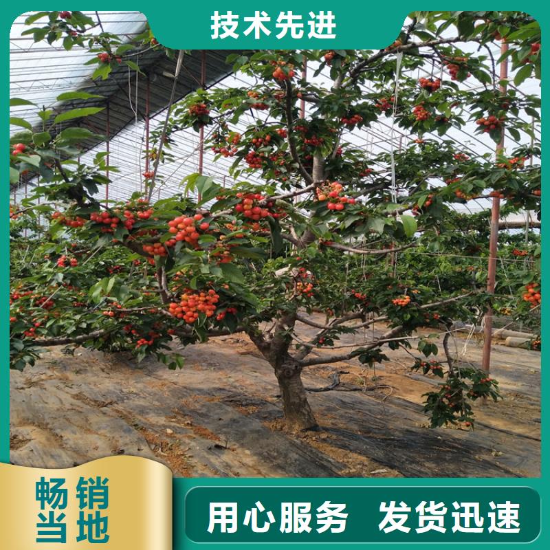 矮化大樱桃树苗新品种当地货源