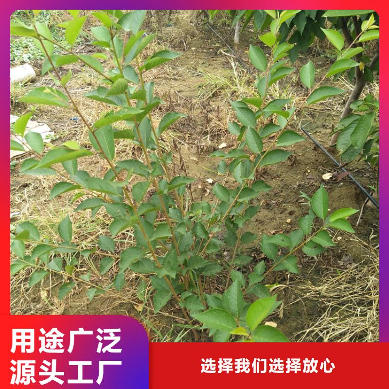 矮化大樱桃树苗经济效益广东
