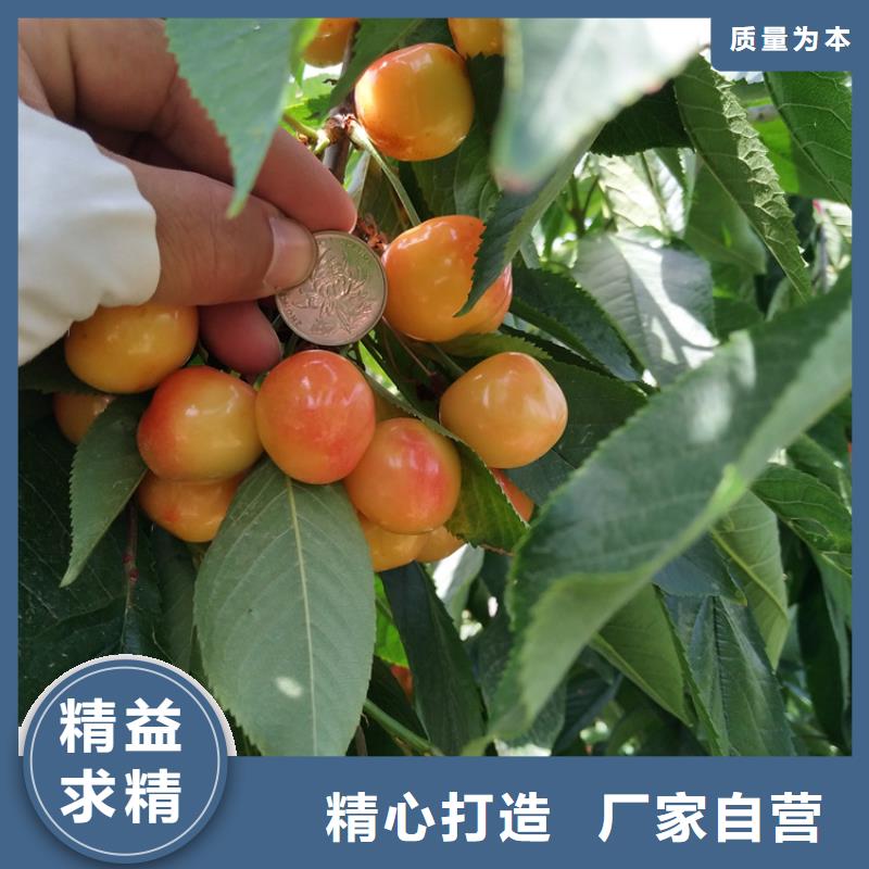大樱桃树苗规格专业供货品质管控