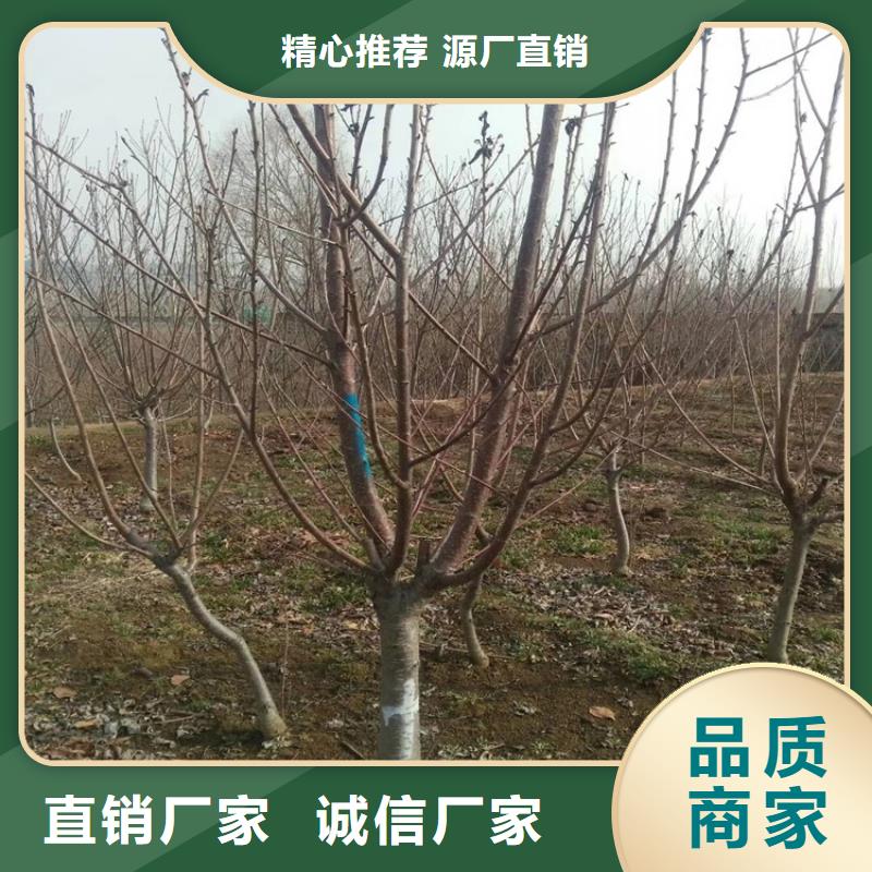 大樱桃苗适合种植地区郑州