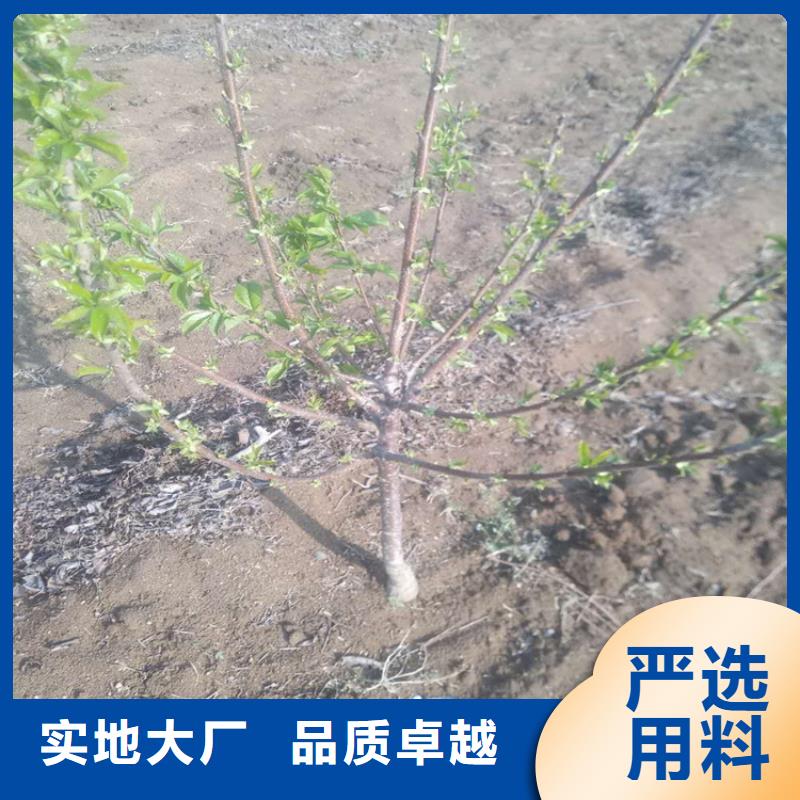 矮化大樱桃树苗种植基地淮北