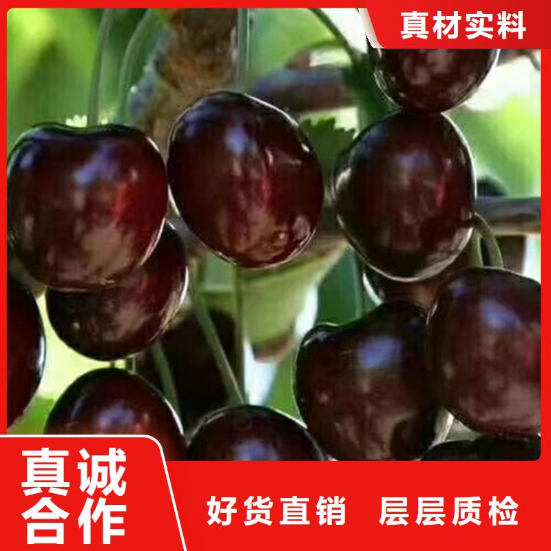 矮化吉塞拉大樱桃苗种植基地黔东南