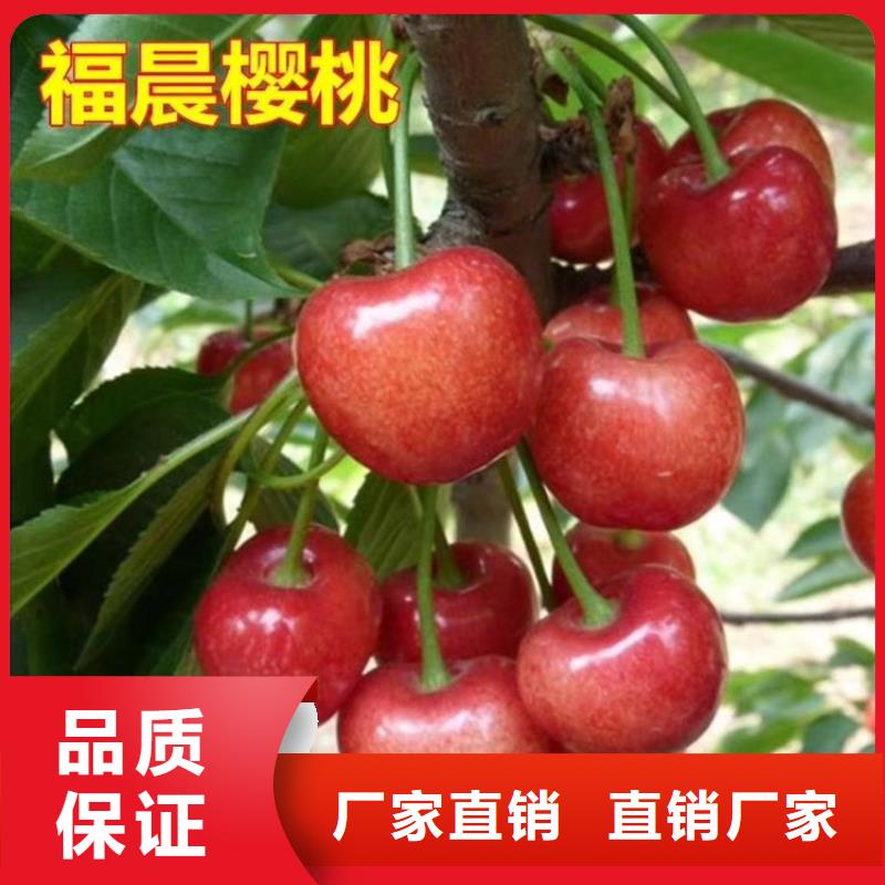 矮化吉塞拉大樱桃苗产量多少汕头