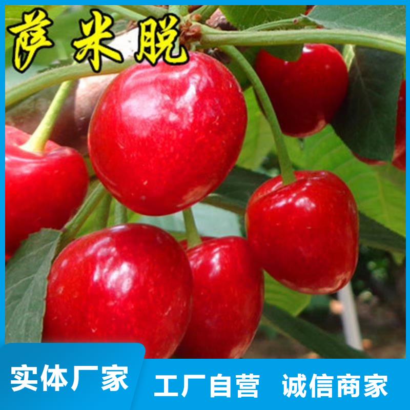 矮化大樱桃树苗量多优惠超产品在细节