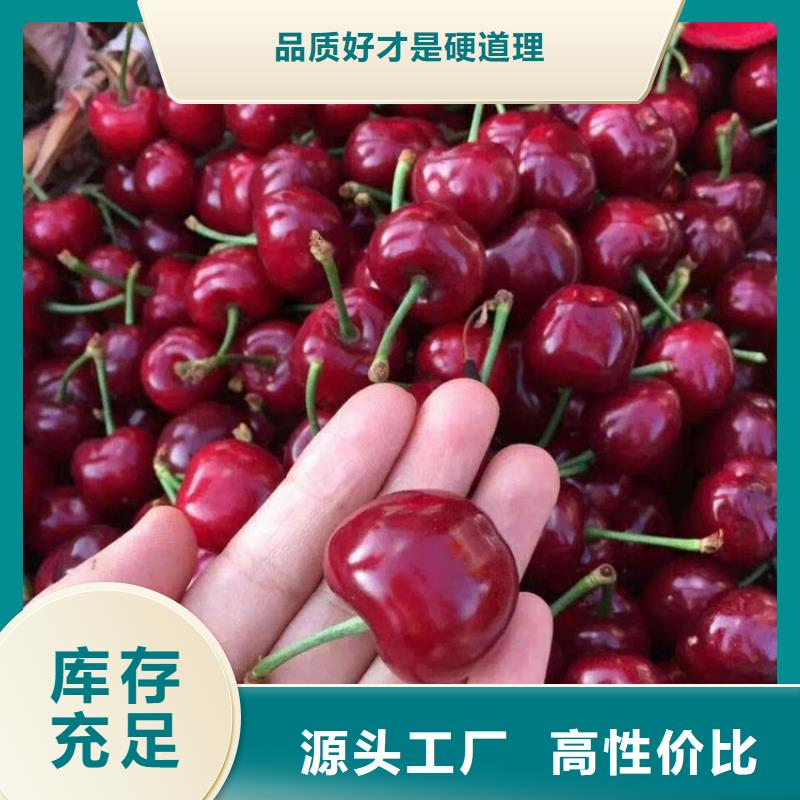 矮化吉塞拉大樱桃苗适合种植地区高品质现货销售
