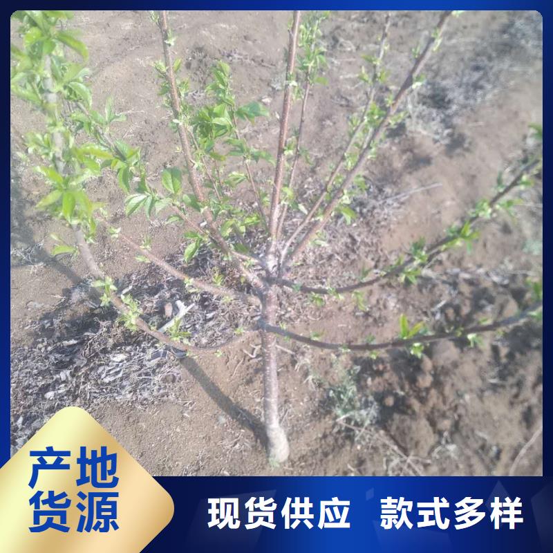 大樱桃树苗根系发达通过国家检测