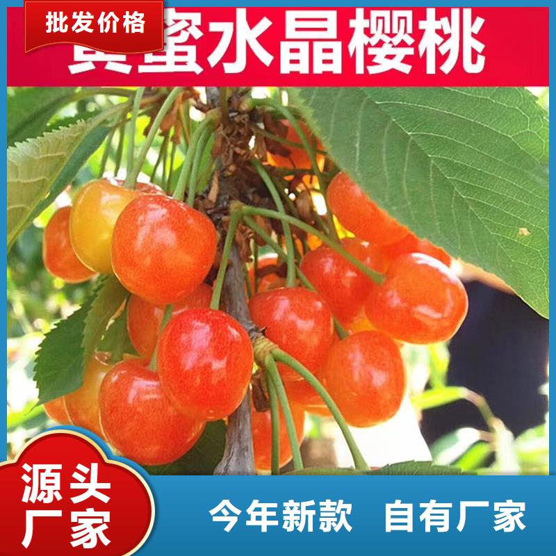 矮化大樱桃树苗根系发达质优价保