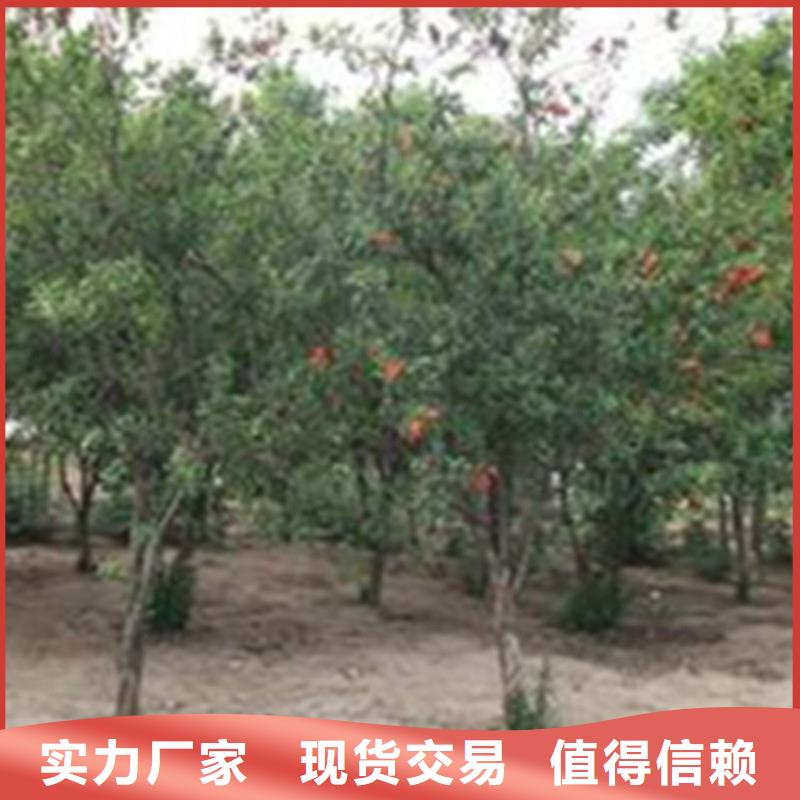 甜籽石榴树适合种植地区同城供应商