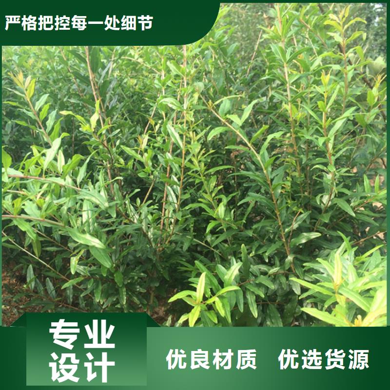 甜籽石榴树苗适合种植地区荆州