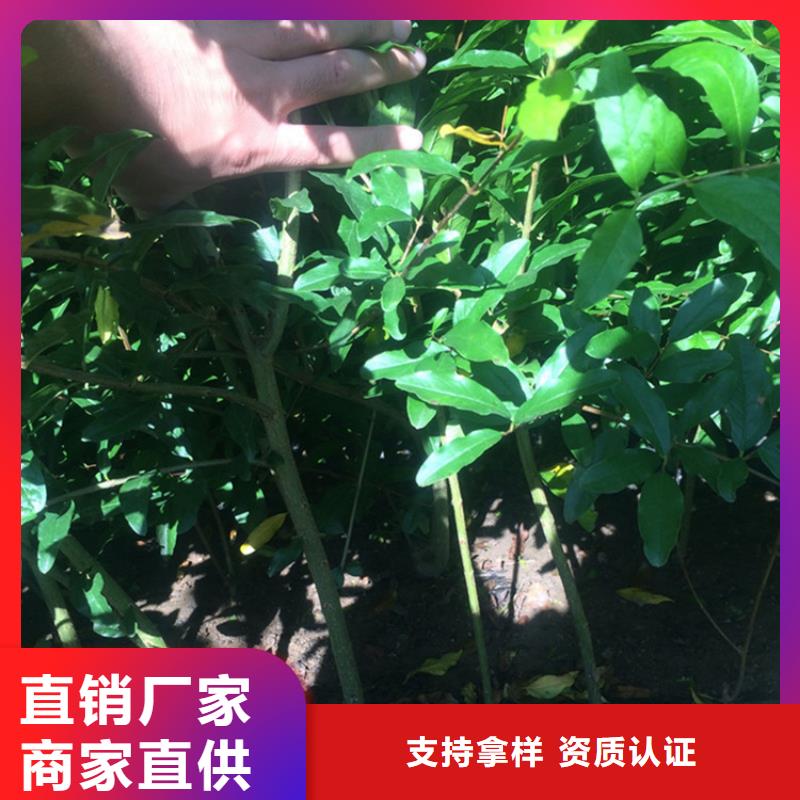 软籽石榴树苗种植管理技术沧州