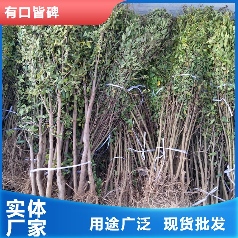 软籽石榴苗适合种植地区广州