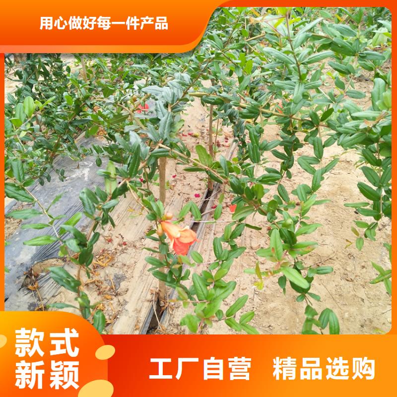 甜籽石榴树露天种植荆门