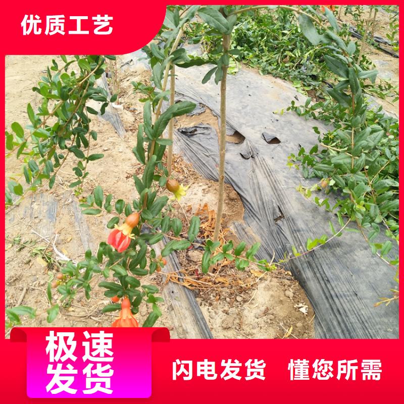 黑籽石榴苗适合种植地区汉中交货准时