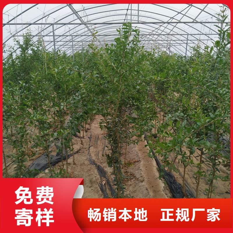 黑籽石榴苗产量多少广东