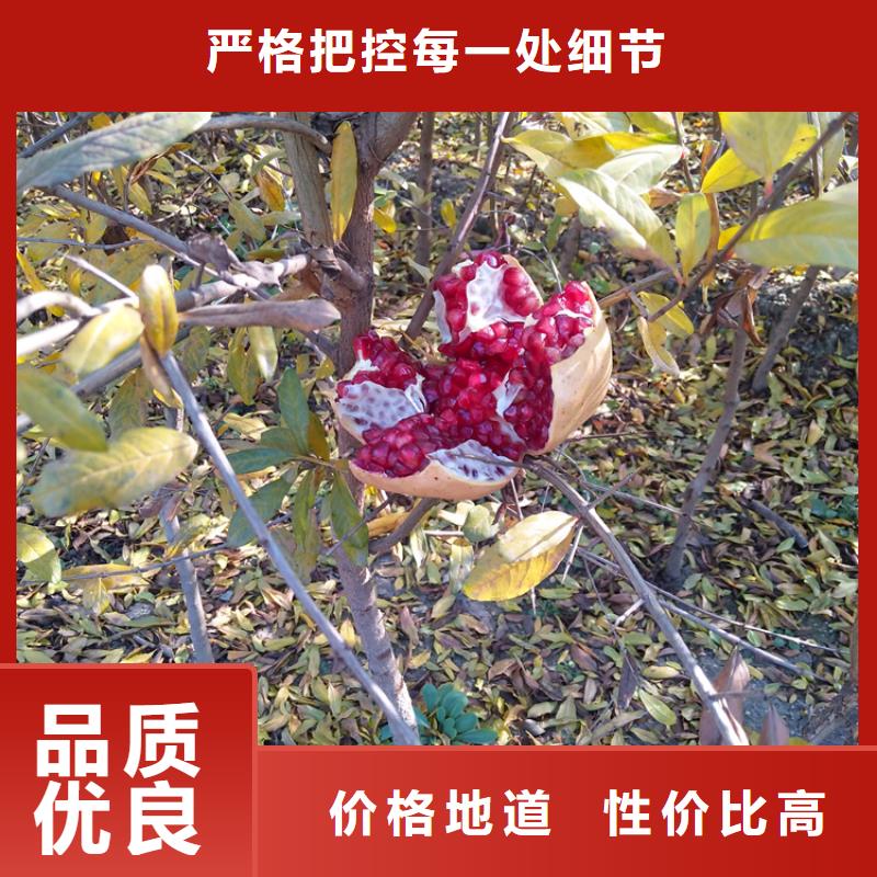 甜籽石榴树苗育苗基地荆州