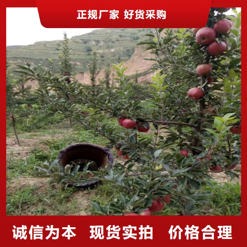 黑籽石榴苗种植技术杭州