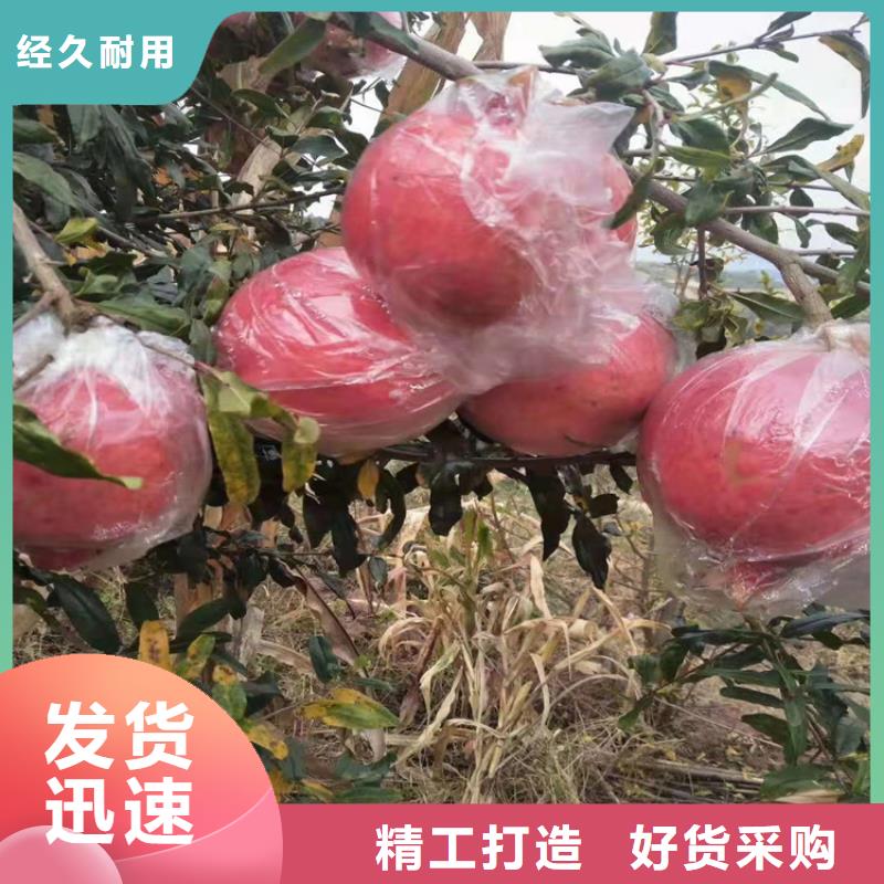 软籽石榴苗全国发货九江