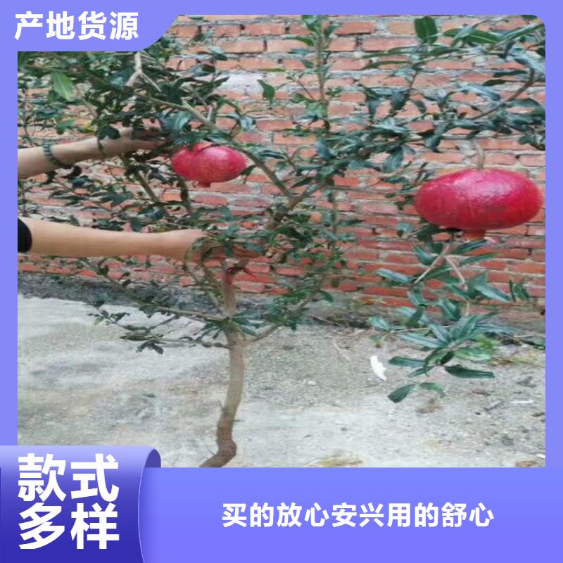黑籽石榴苗适合种植地区杭州