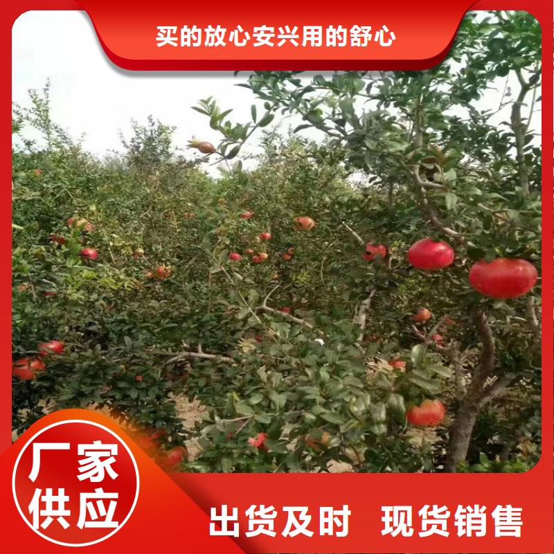 甜籽石榴树新奇品种荆州