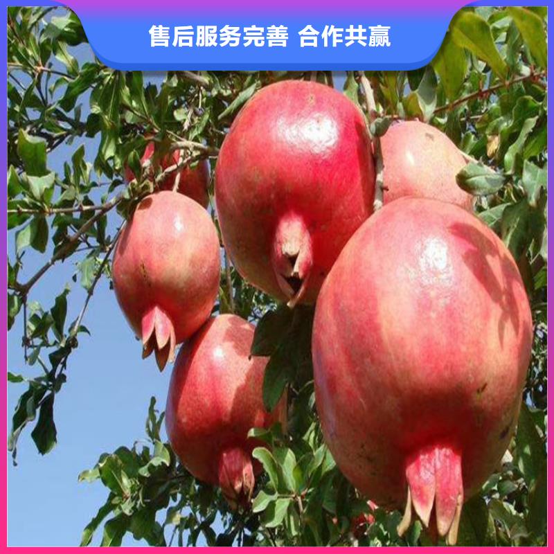 黑籽石榴树苗种植技术杭州
