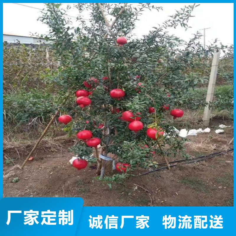 甜籽石榴树产量多少荆州