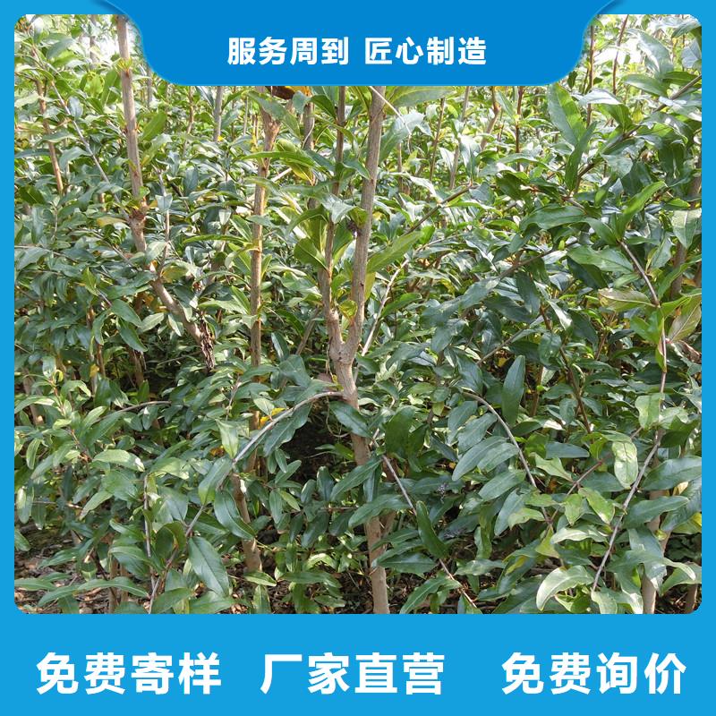 黑籽石榴树苗经济效益萍乡