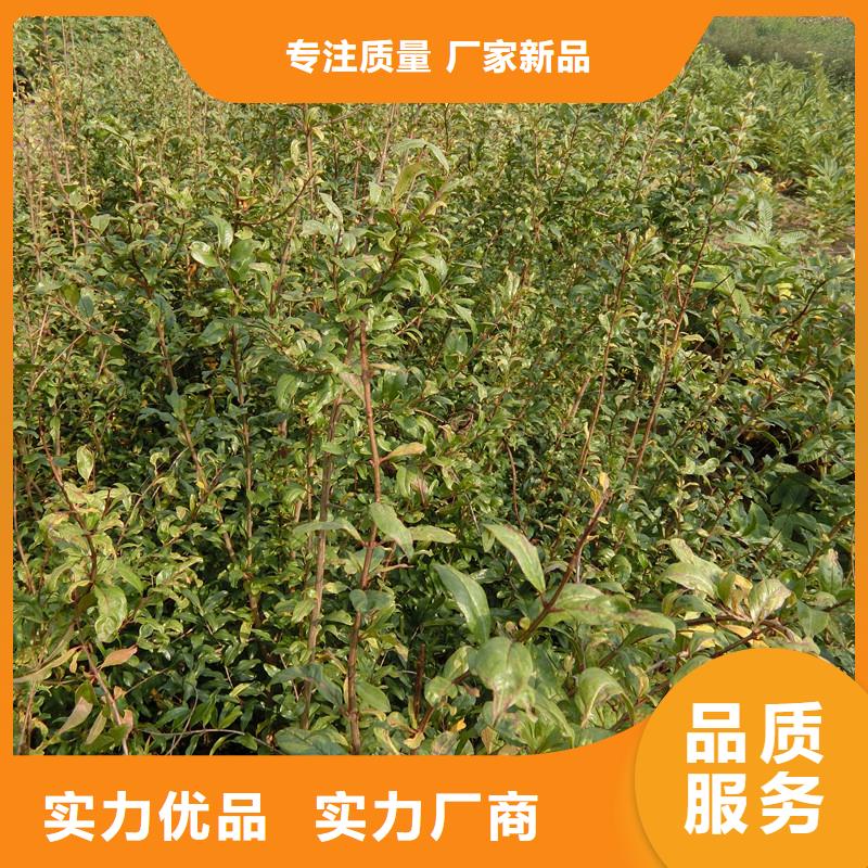 软籽石榴苗适合种植地区萍乡