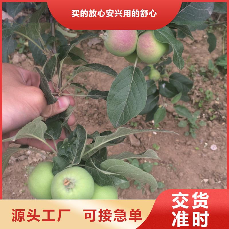 众成一号苹果苗一亩地栽多少棵/轩园园艺场本地生产商