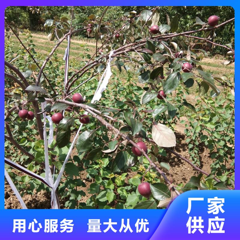 水蜜桃苹果树苗量大从优/轩园园艺场河池
